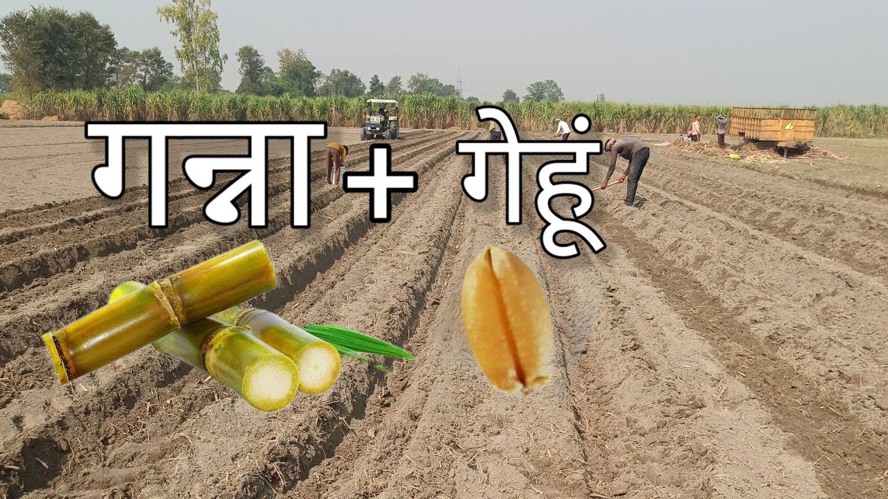 गन्ना गेहूं एक साथ | गेहूं और गन्ने की फसल करे एक साथ | गन्ना + गेहूं