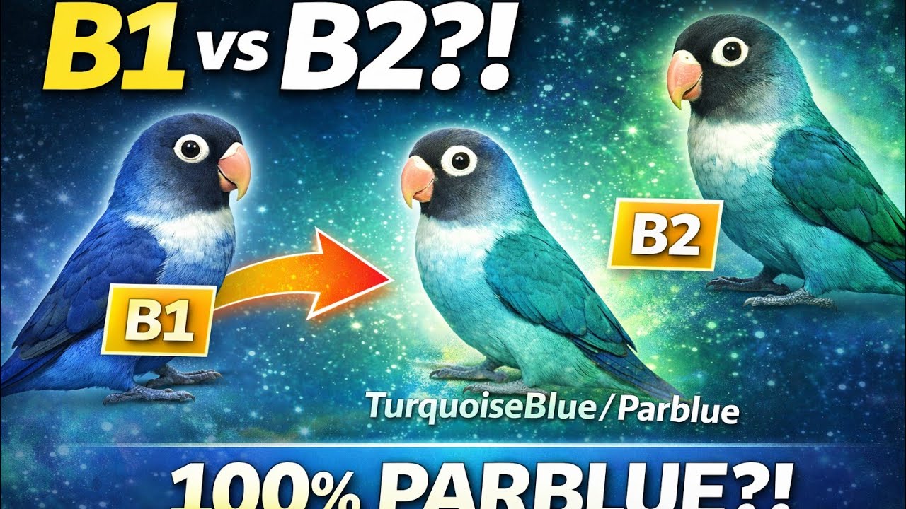B1 vs B2 Explained! Paano Mag-Project ng 100% Parblue sa Eyering Lovebirds