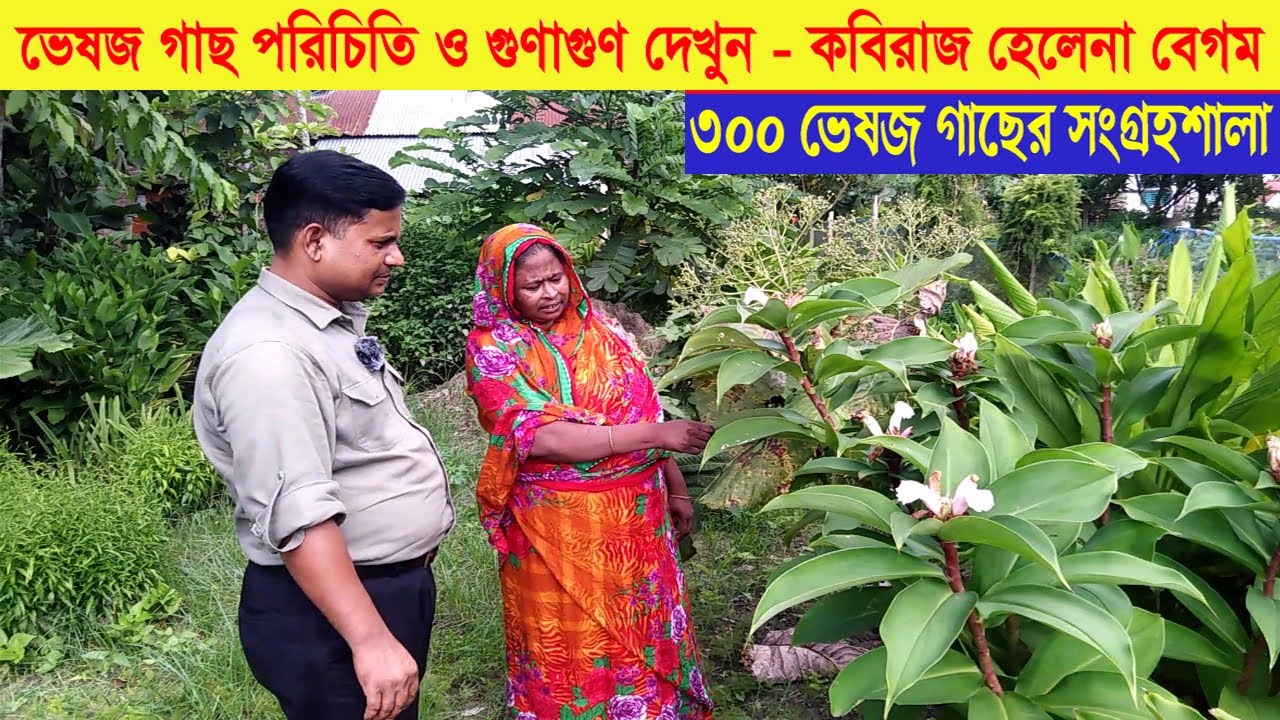 ভেষজ গাছ পরিচিতি ও গুণাগুণ দেখুন - কবিরাজ হেলেনা বেগম । ৩০০ ভেষজ গাছের সংগ্রহশালা । Swadesh BD ।