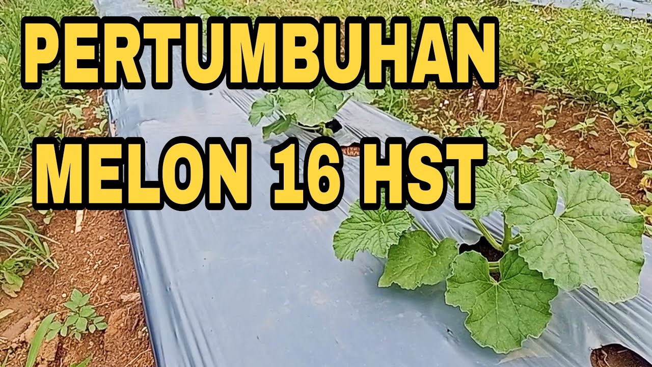 Waktunya Potong  Tunas Melon Umur 15-20 Hst, pertumbuhan yang Normal