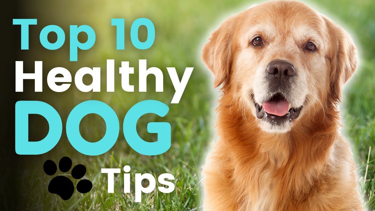 10 Health Tips For Keeping Your Dog Happy and Healthy | Tips For Keeping Your Dog Happy and Healthy