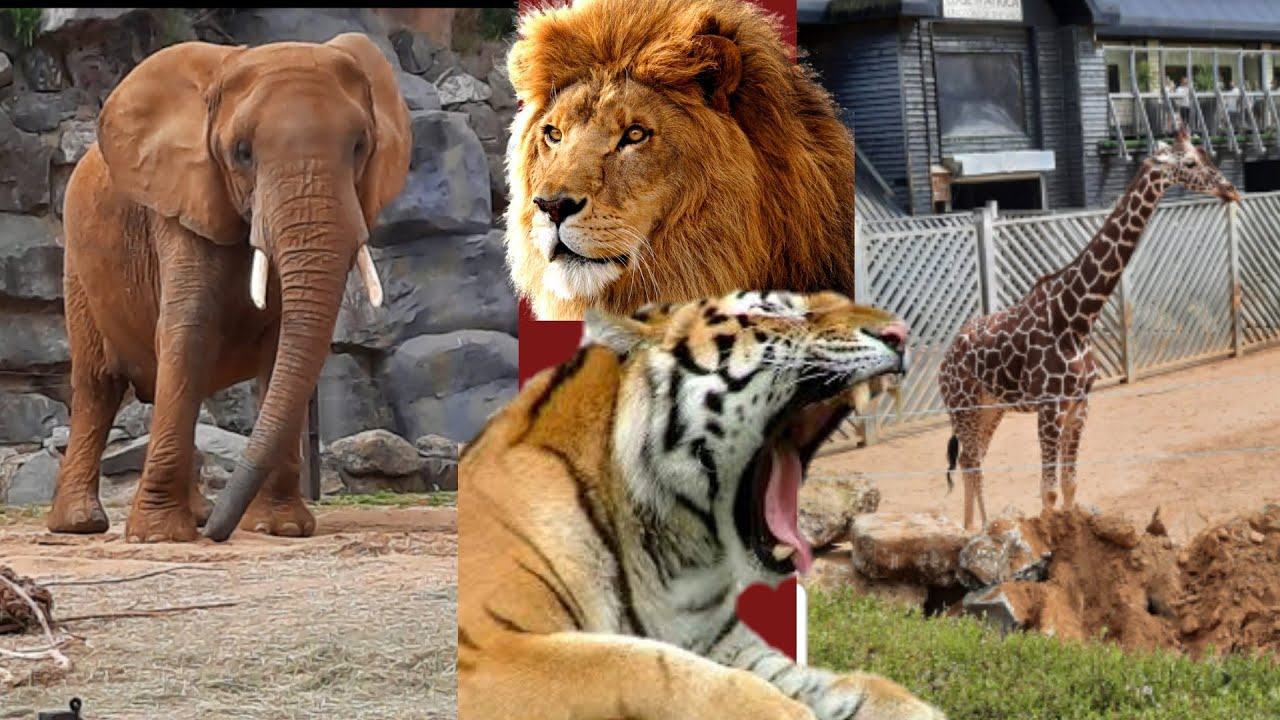 MEET SIMBA AND NALA FROM THE LION KING:DAY TRIP TO COLCHESTER ZOO/GRACEYS WORLD
