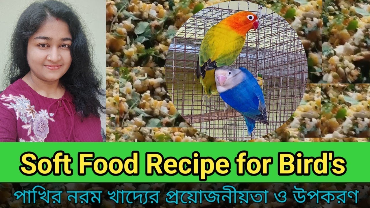 Soft Food Recipe for Bird's