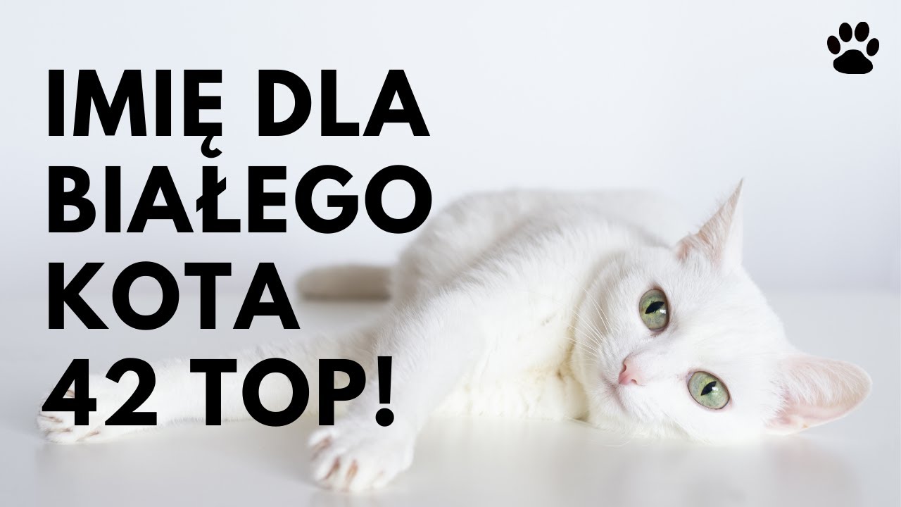 🐱 Imię Dla Białego Kota - 42 🔝 MEGA & NAJ Imiona | Imionowo