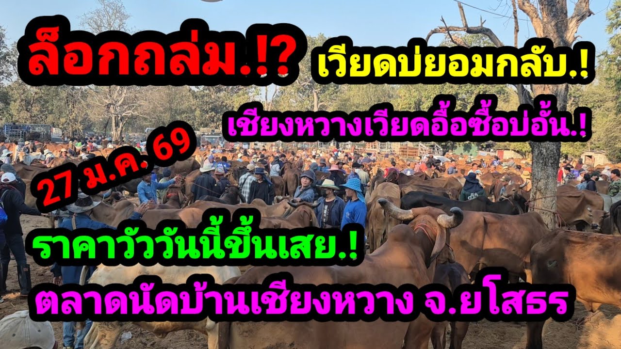 ราคาวัววันนี้ 27 ม.ค. 69 ตลาดนัดบ้านเชียงหวาง จ.ยโสธร #เปิดราคาวัวงามน่าซื้อ#ซื้อขายวัวงามน่าเลี้ยง