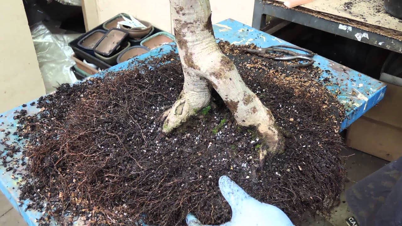japanese maple root pruning(1)
