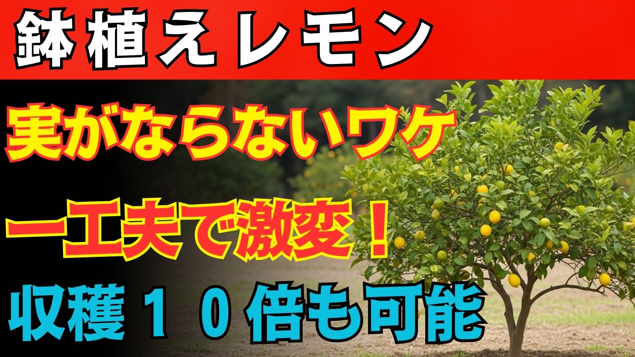【９９％が知らない盲点】【鉢植えレモン】実がなる人だけが守っている…品種選びと植え替え術をすべて解説【初心者必見】【実つき改善】【植え替え時期】