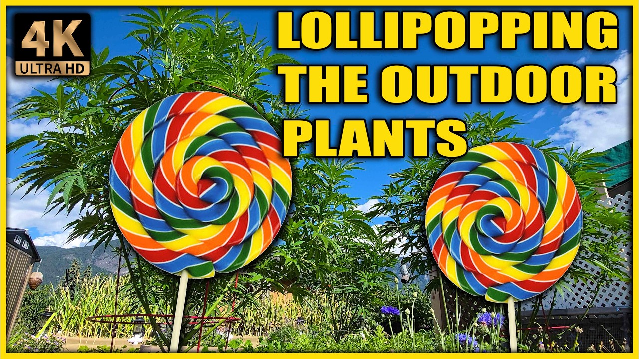LOLLIPOPPING the OUTDOOR PLANTS - and the MARSHYDRO 5x5