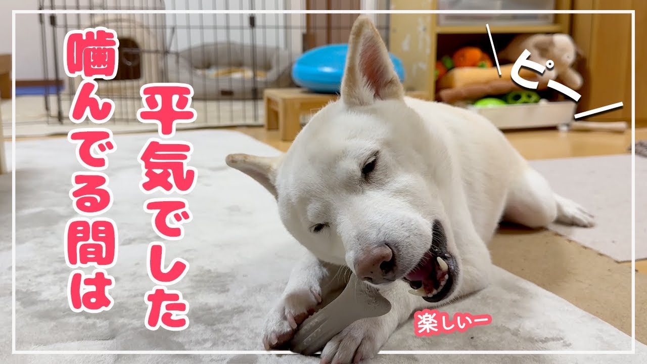 噛んでる間は安心だった…炊飯器の音に負けなかった小さな挑戦！