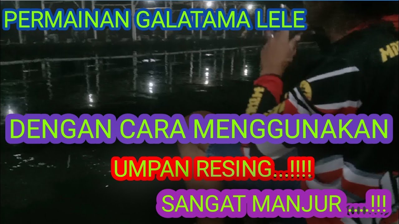 Mancing lele raksasa!! #linsang degil #umpan jitu galatama lele