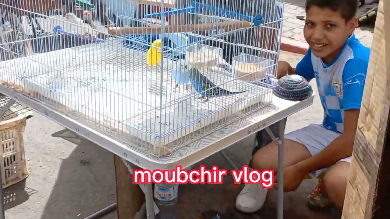 سوق طيور 🕊🦜سدي يوسف بن علي مراكش💯💯تحية ودانية لجميع 🤍