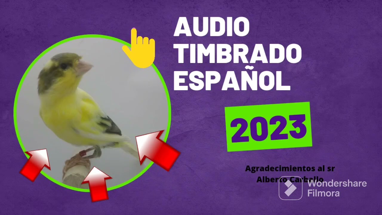 Audio timbrado Español 2023 #2 AC Lisitania