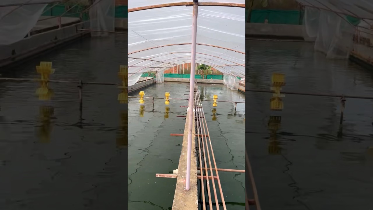 #raceway #biofloc #farm #fishfarming #iprs #pangasius #integratedfarming #fish #ras