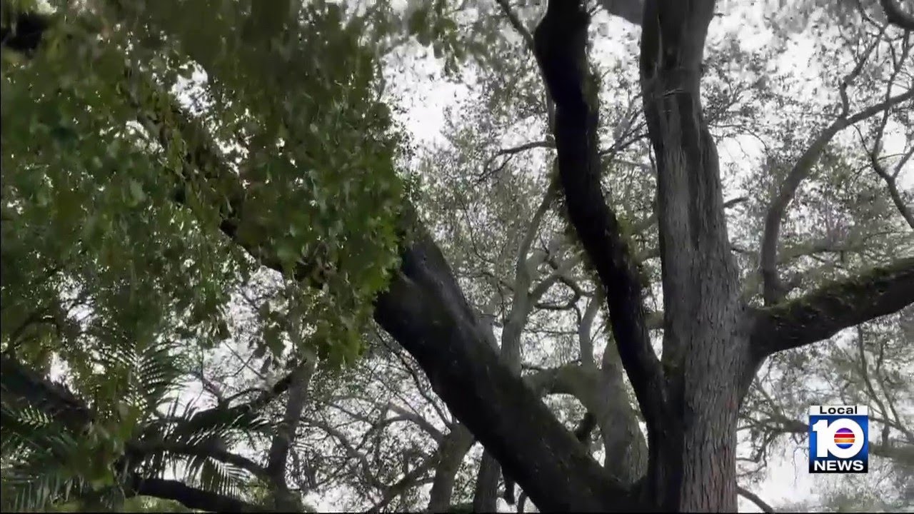 Activists continue fight to save decades-old tree in Coral Gables