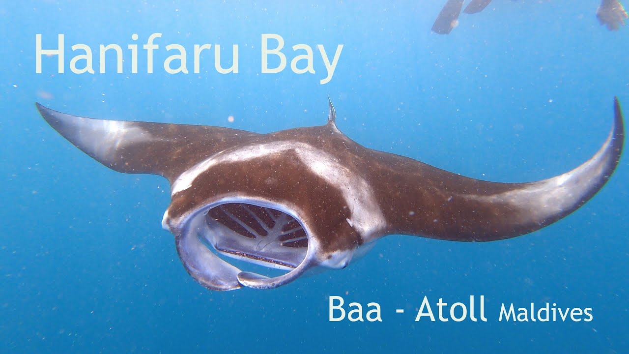 Hanifaru Bay  Baa Atoll I swim with Manta Rays 4K