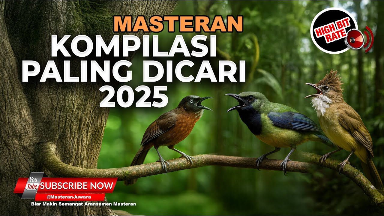 🔴Kompilasi Masteran Paling EPIC 2025 Kasar Tajam Roll Speed Terbaik Tembakan Cungkok Tepus & Katem