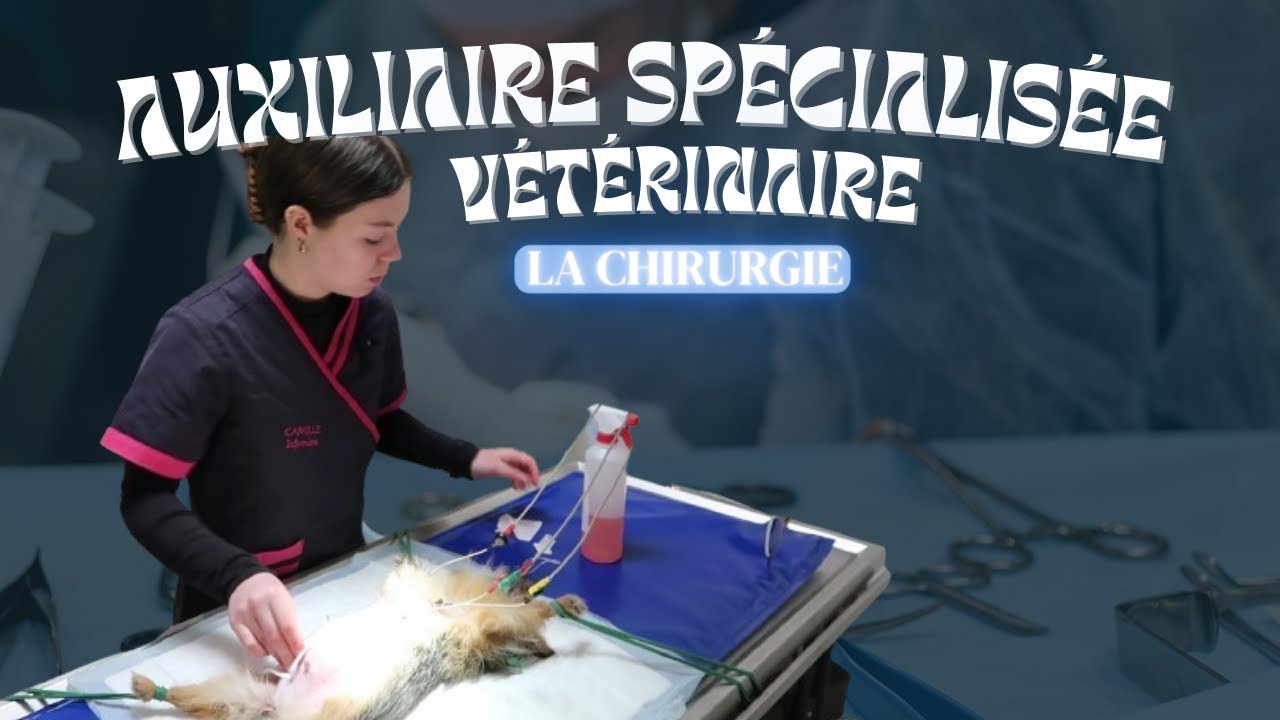Être Auxiliaire Spécialisée Vétérinaire (A.S.V.) l LA CHIRURGIE (part. 1)
