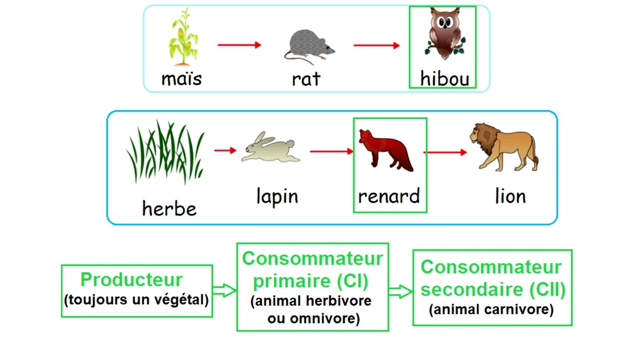 Les relations alimentaires dans un milieu naturel : la chaîne alimentaire et le réseau alimentaire.
