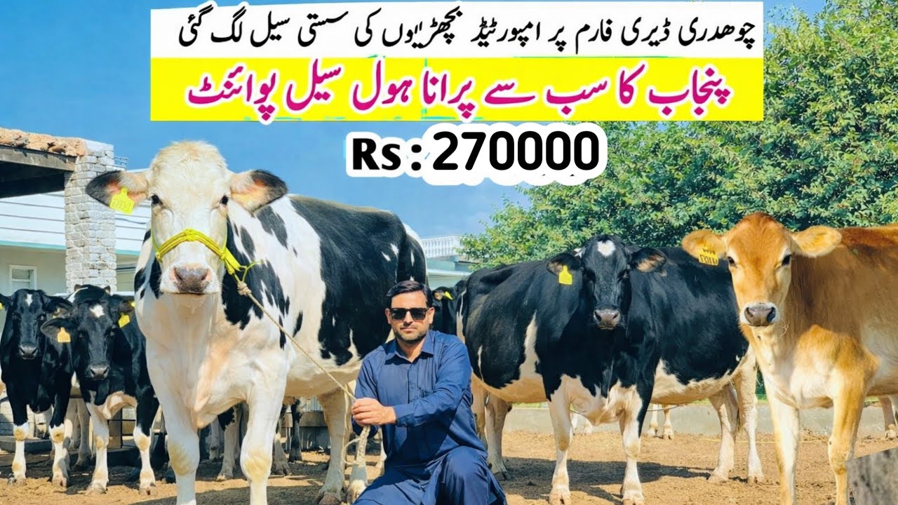 Ch Dairy Farm | American Hf Heifers for sale in Punjab Pakistan | Friesian Heifers for sale 