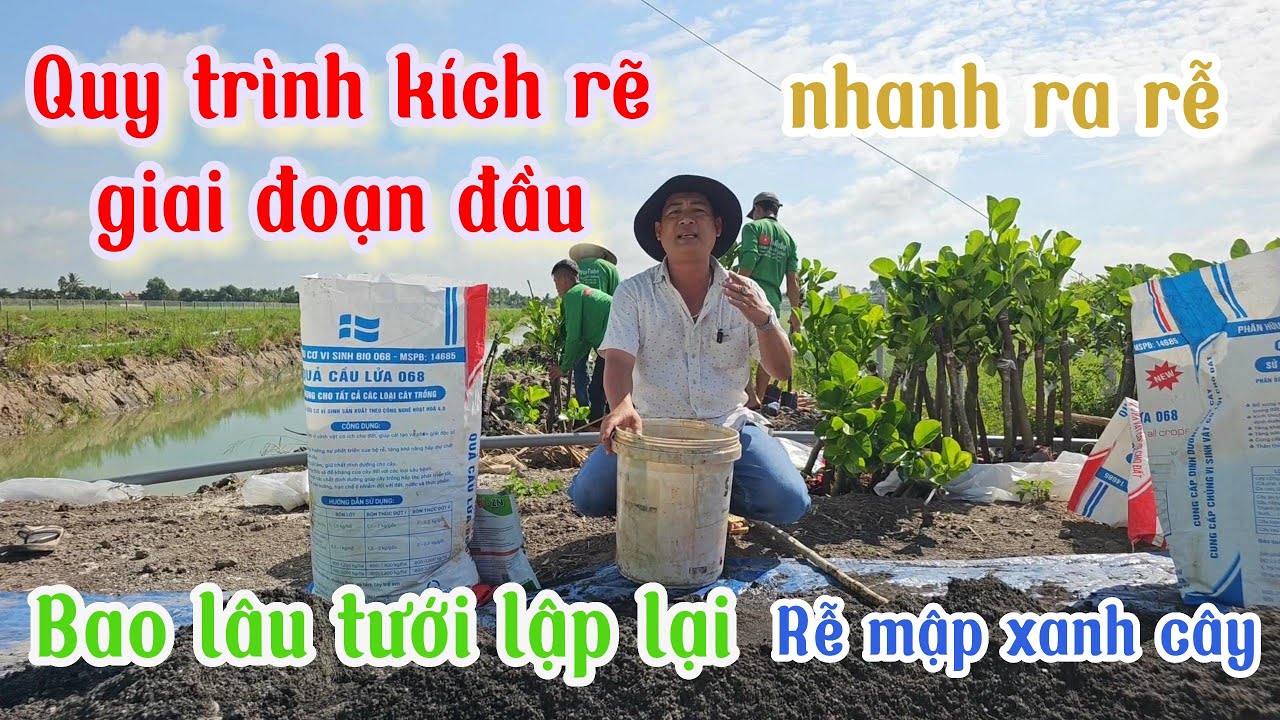 Quy Trình Kích Rễ Cho Cây Lúc Mới Trồng | Chia Sẽ Kinh Nghiệm Thực Tế Tại Lúc Trồng