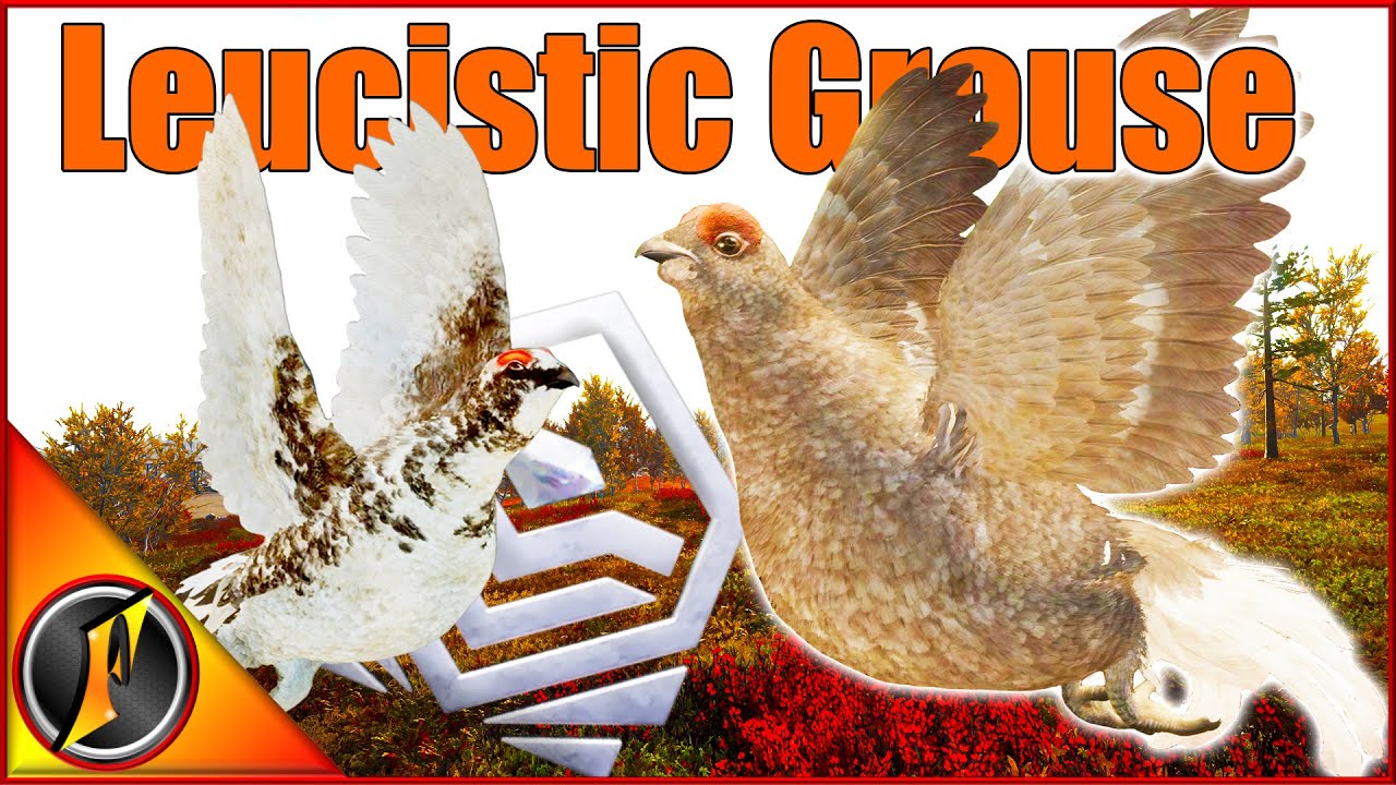 Our Coolest Trophy Bird Yet! | A Leucistic Black Grouse!