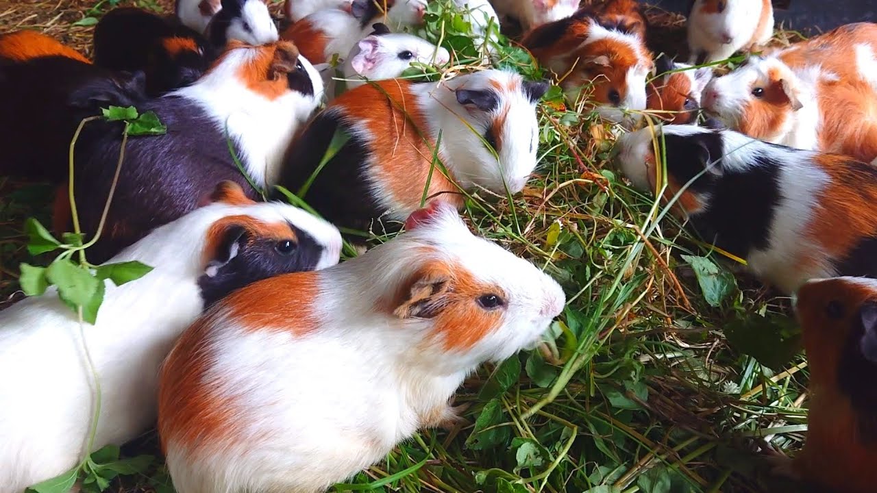 Guinea pigs eating asmr, guinea pig eating grass, asmr cute animals eating, Guinea pig videos 