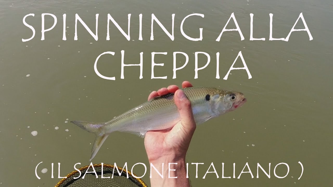 SPINNING ALLA CHEPPIA  ( IL SALMONE ITALIANO )