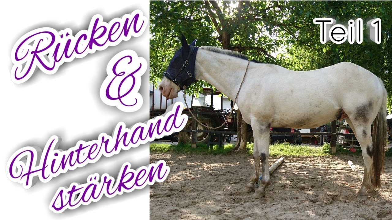 5 Übungen, die den Rücken des Pferdes trainieren und die Hinterhand aktivieren -TEIL 1