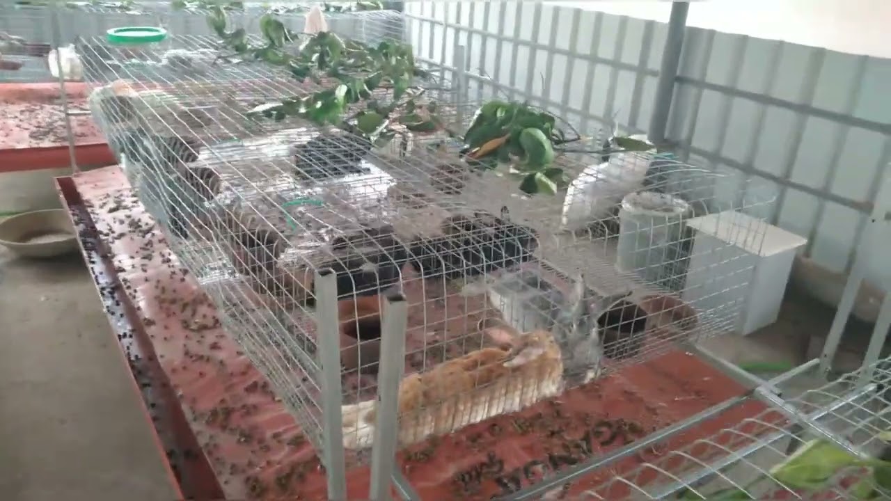 Vriddhi Farms🐇New rabbit farm in Mangalore.