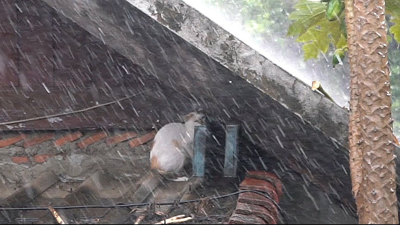 แมว ติดฝน.... Crying in the rain, Kitten..!!!......