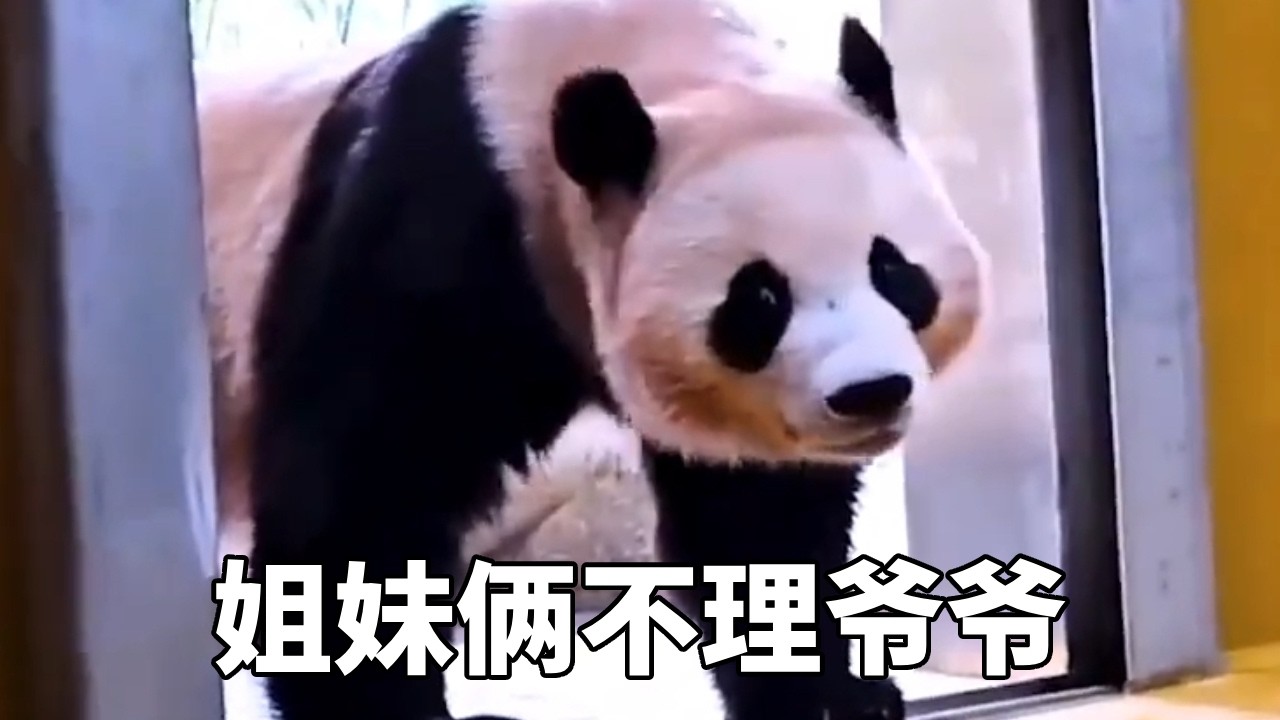 姐妹俩真是越来越不给爷爷面子了，竟然不理爷爷，爷爷也是一点都不惯着立马爆出黑料！#睿宝辉宝 #爱宝双胞胎#牧场时间#熊猫