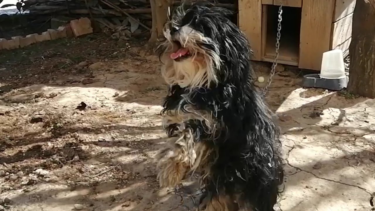 Sevimli köpek Mia / Hayvan videoları 