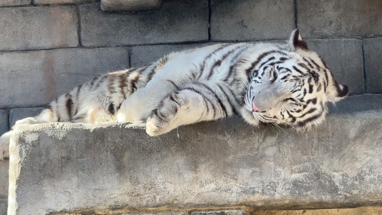 番外編 なんか寝付けないコタくん【番外編】【東武動物公園】ホワイトタイガー