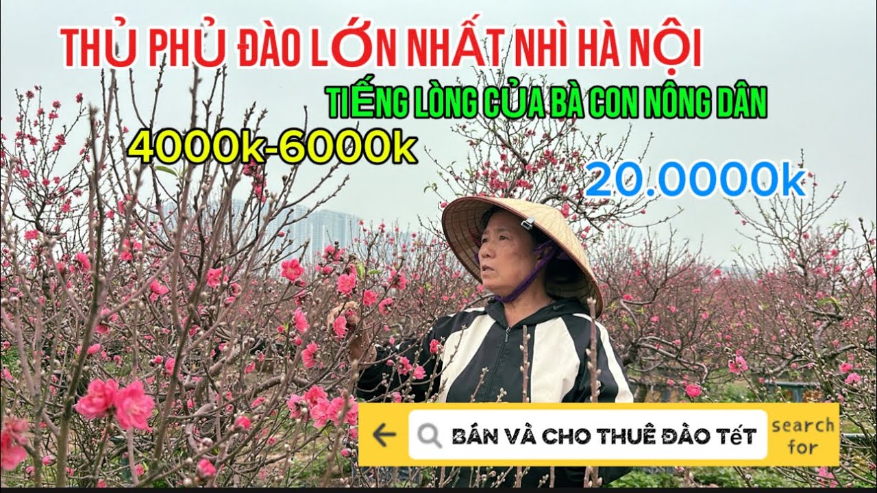 THỦ PHỦ ĐÀO TẾT NHẤT NHÌ HÀ NỘI. Báo giá 4000k-6000k và tiếng lòng của bà con nông dân| Quảng Tùng