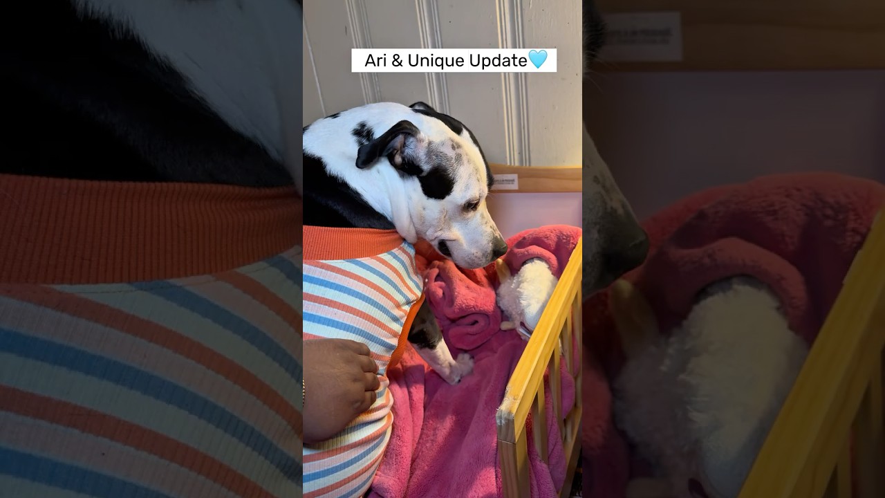 Ari & Unique Recovery Update | IVDD Recovery + Surgery Healing
