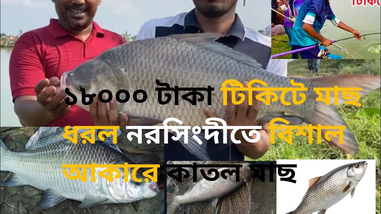 বিশাল বড় কাতল মাছ ধরা পরল পুকুরে ১৮০০০ হাজার টাকার টিকিটে 🎣🐟