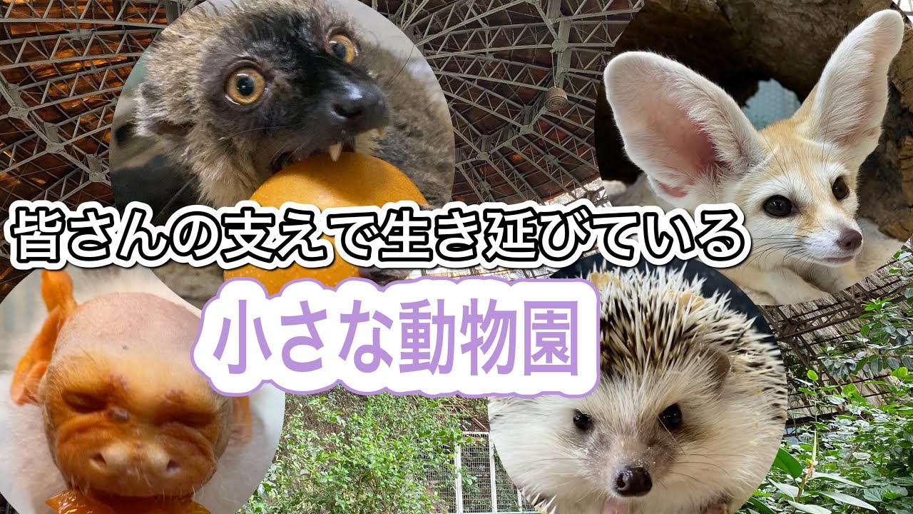 草津温泉にある小さな動物園は多くの方々からの支えでがんばれています♫