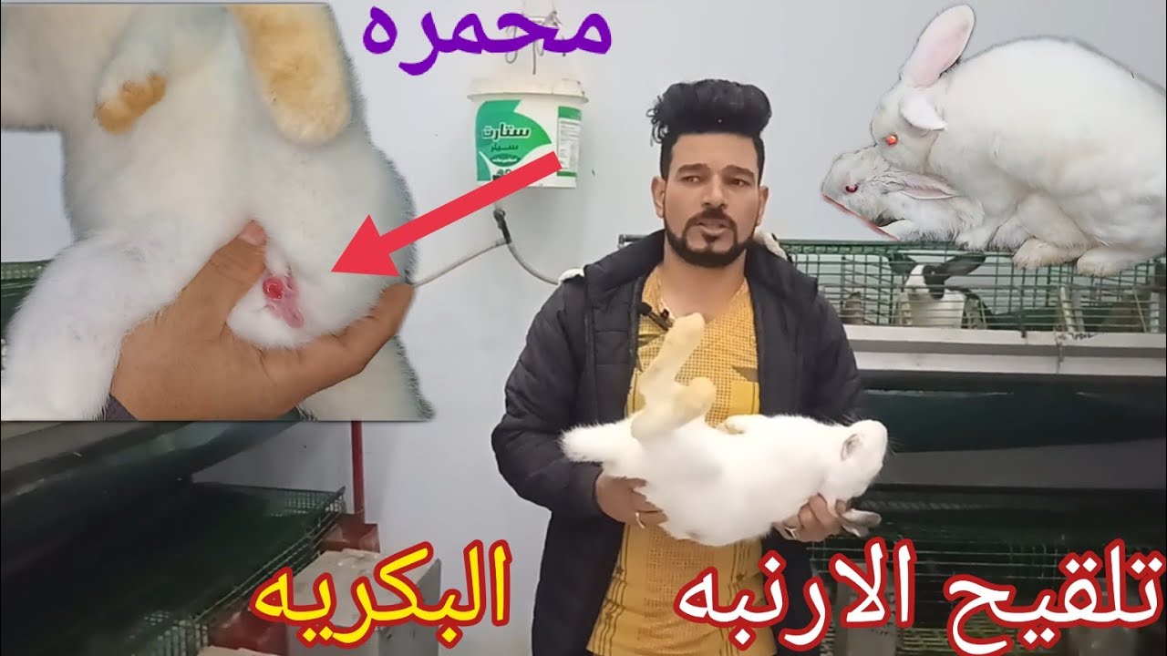الارنبه البكريه احطها امتى تتلقح لو مش عارف عمرها