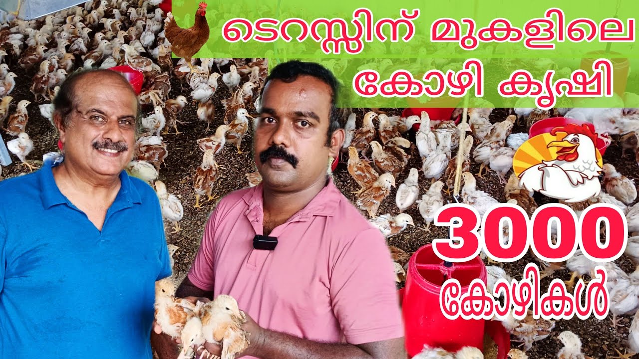 Farm Cartel Poultry Farming#bv380 hen#poultry farm for egg production