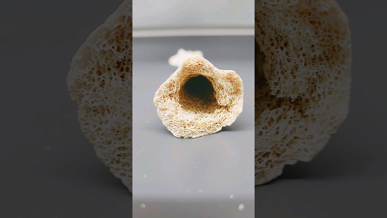 Anatomy Bits: Compact vs. Spongy bone 🦴 #science #anatomy #health #knowledge #life