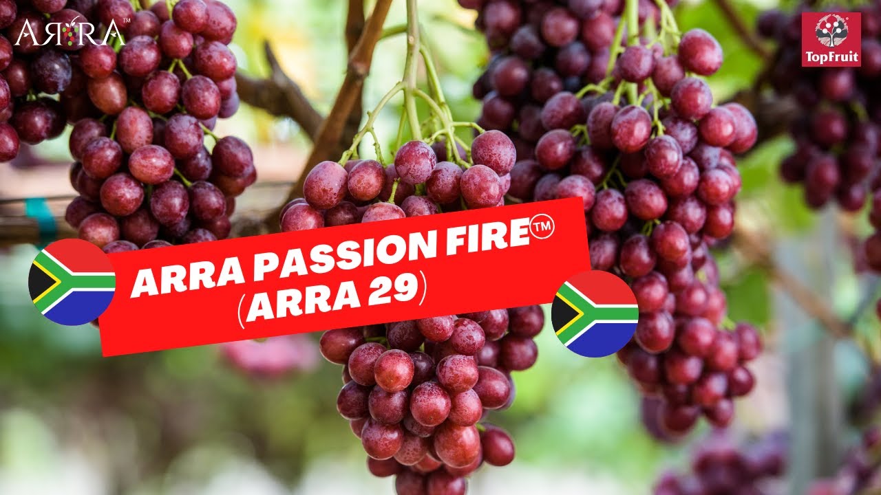 Red seedless grape - ARRA Passion Fire&trade; (ARRA 29) in South Africa. Video produced by TopFruit.