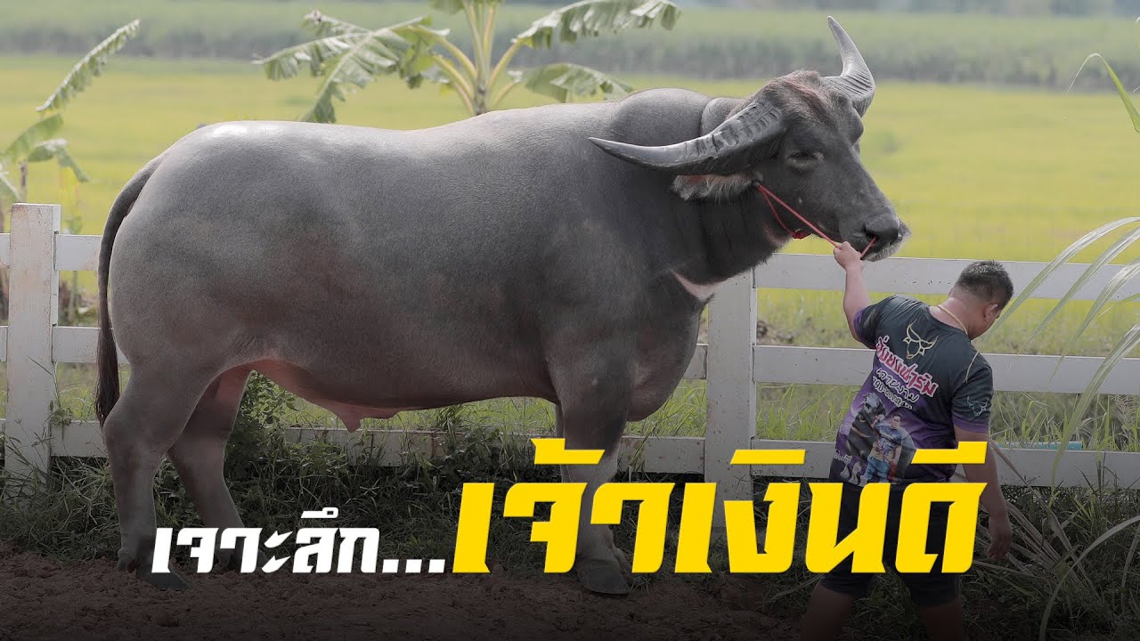 รองฯอเนก บิลบรบือ เสี่ยดำ ร่วมกันเปิดประวัติ #เจ้าเงินดี ของ ยิ่งยงฟาร์มควายงาม จ.ร้อยเอ็ด