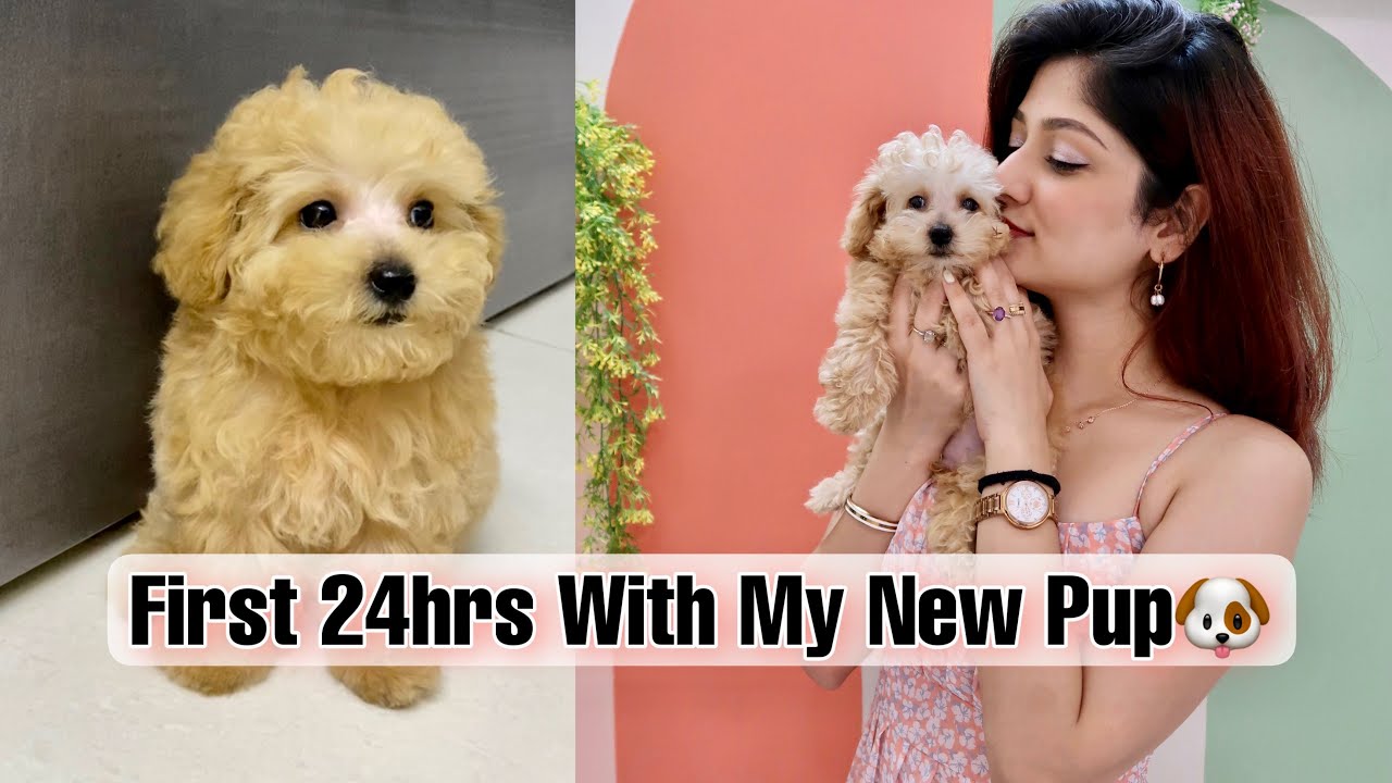 First 24Hrs With My New Puppy🐶
