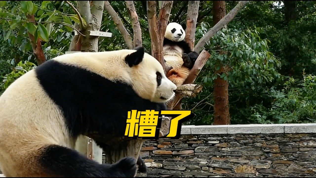 这下福宝真的傻眼了#大熊猫 #大熊猫福宝 #panda #redpanda夕消 #animals #上野パンダ #cute #cutepanda #funny #pets #zoo #萌宠