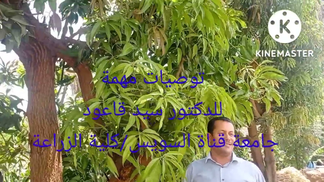 أسباب تخلف التزهير والطرح من عام لاخرلشجرة المانجو ومعرفة عدد الاوراق لكل ثمرة # تقليم- المانجو#