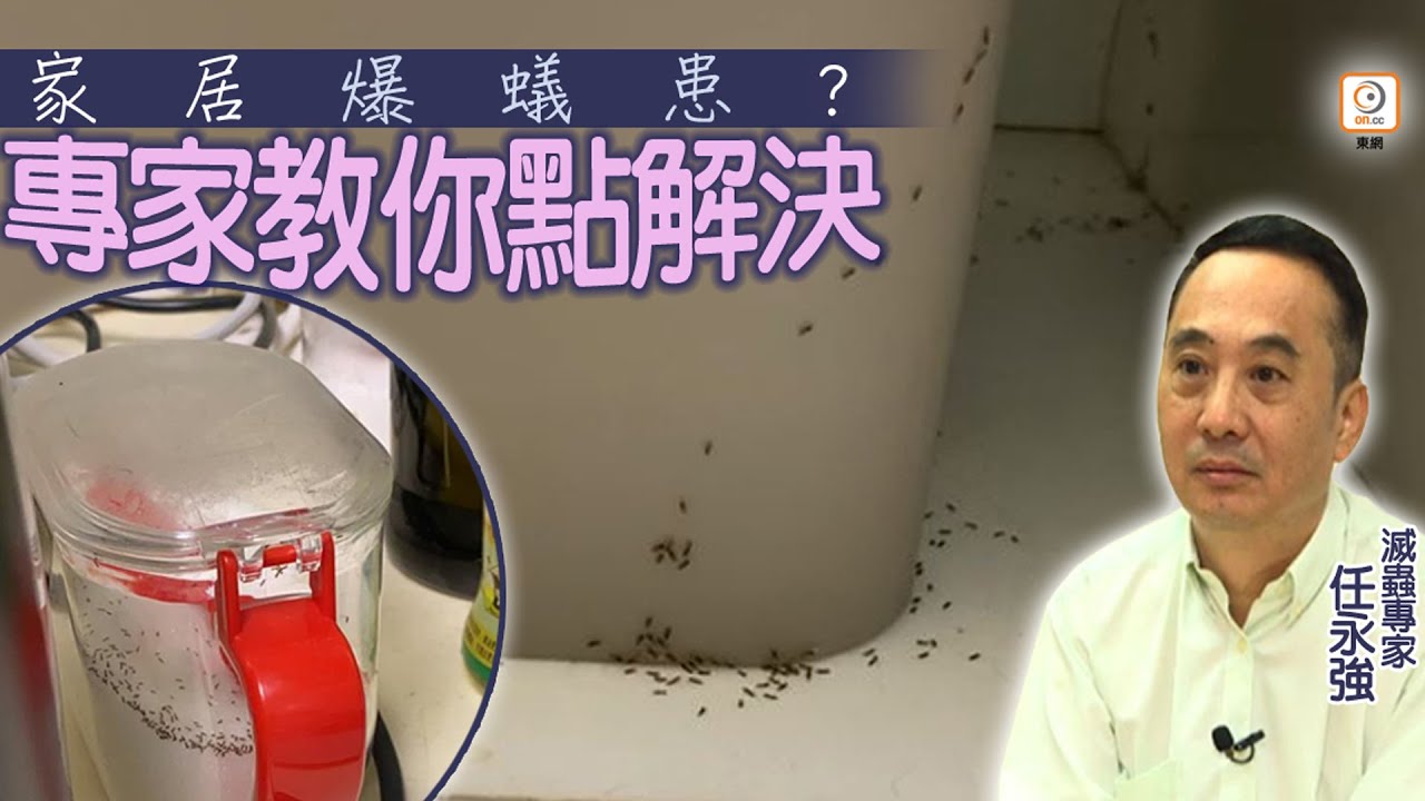 【on.cc東網】你要知：密封容器都無法防蟻？　專家推3寶輕鬆滅蟻
