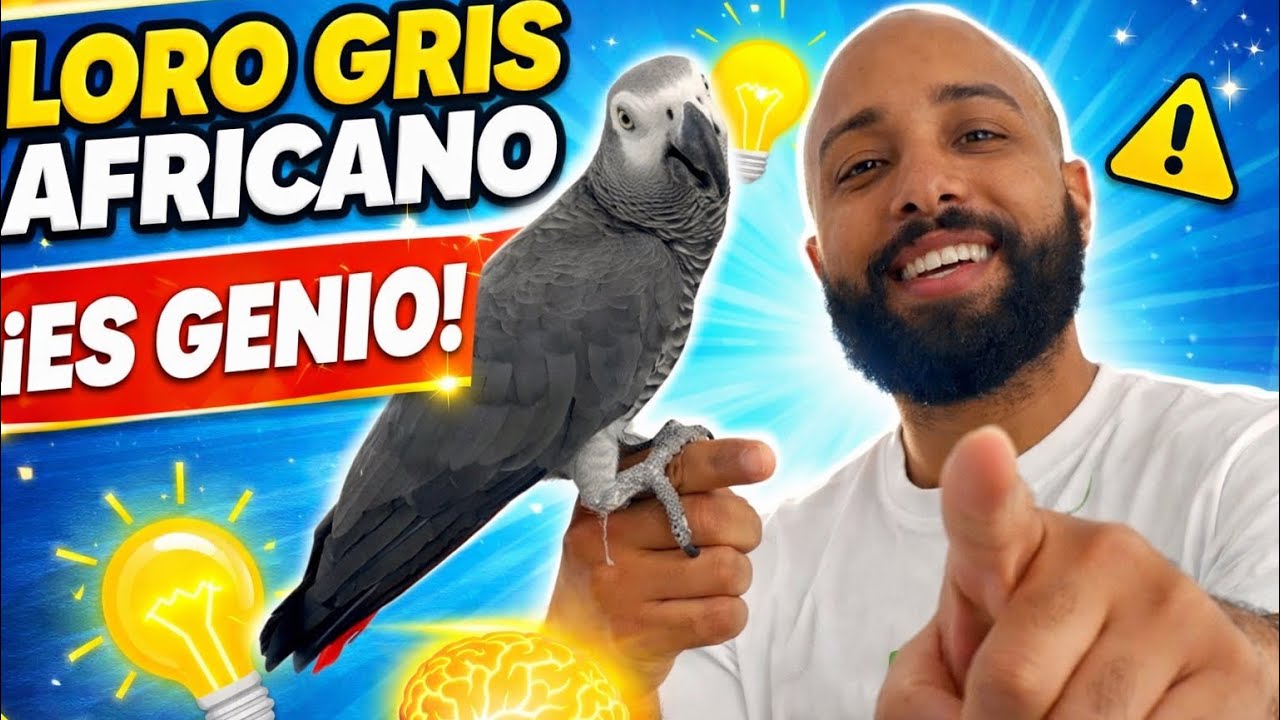 Loro Gris Africano 🦜| El ave MÁS inteligente del mundo 😲
