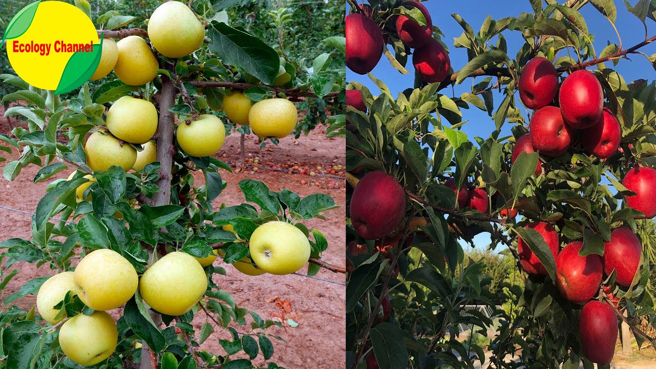 11 Tipos de Manzanas mas Populares
