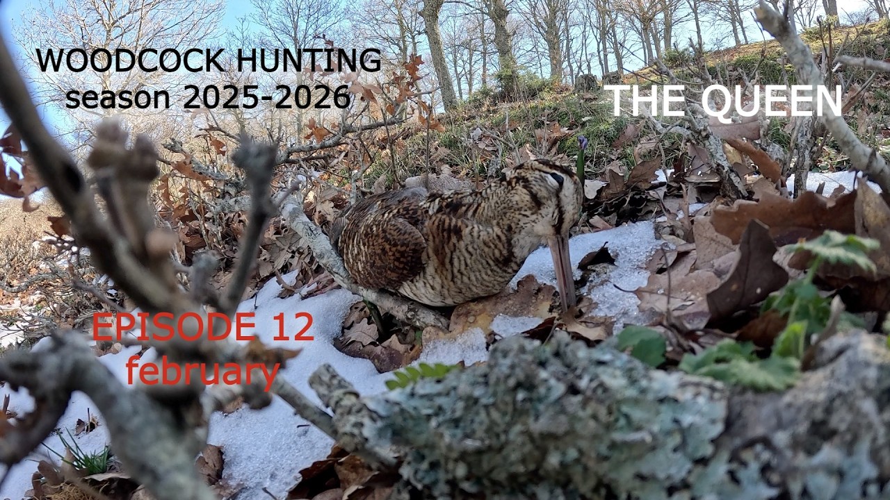 THE QUEEN - EP.12 /Κυνήγι Μπεκάτσας /Woodcock Hunting /Caccia alla Beccaccia /Çulluk Avı [2025-2026]