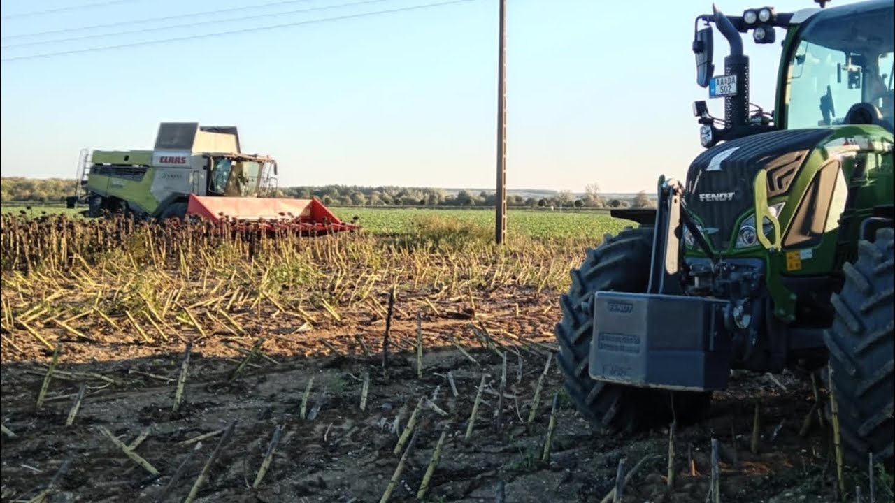2025|Napraforgó aratás|Claas lexion 6700-oros sun/Fendt 513 vario-Brantner Z 18051 XXL| 